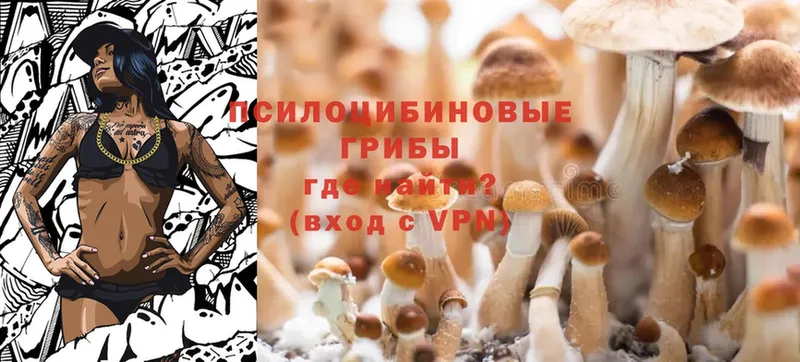 купить наркотик  Пудож  Псилоцибиновые грибы Psilocybine cubensis 